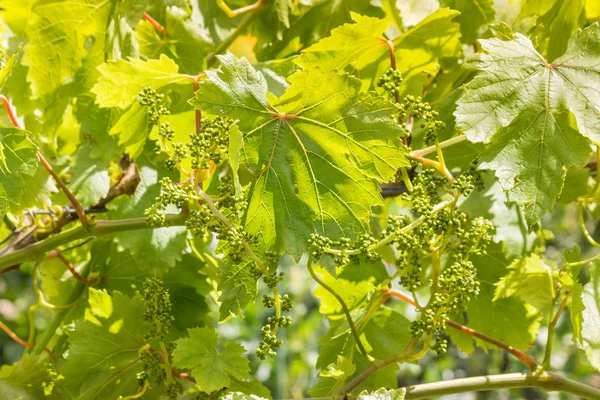 Grapevine blad och blommor i vingård på våren — Stockfoto
