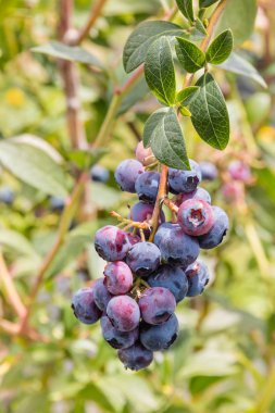 Organik yaban mersini Blueberry bush olgunlaşma