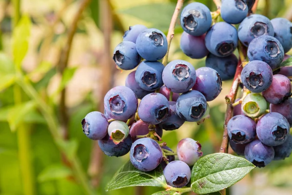Fresh organic blueberries on blueberry bush — Stock Photo, Image