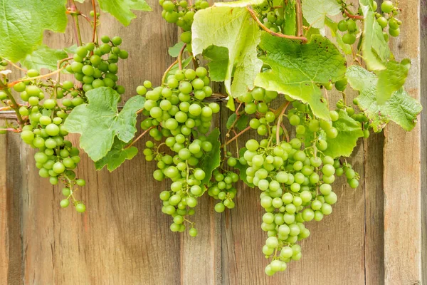 Unripe Sauvignon Blanc grapes on vine — Stock Photo, Image