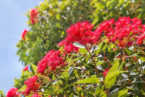 Flores de eucalipto rojo en flor — Foto de Stock