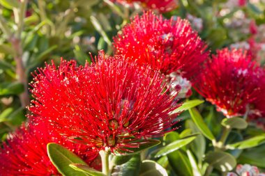 Pohutukawa ağaç çiçek başları çiçek