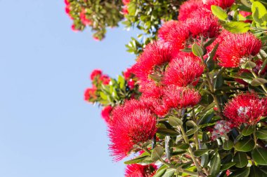 Kırmızı Pohutukawa ağaç çiçek