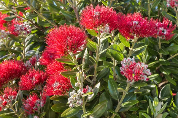 Kırmızı Pohutukawa ağaç çiçek ve tomurcukları — Stok fotoğraf