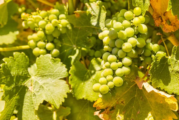 Uvas verdes sobre vid en viñedo — Foto de Stock