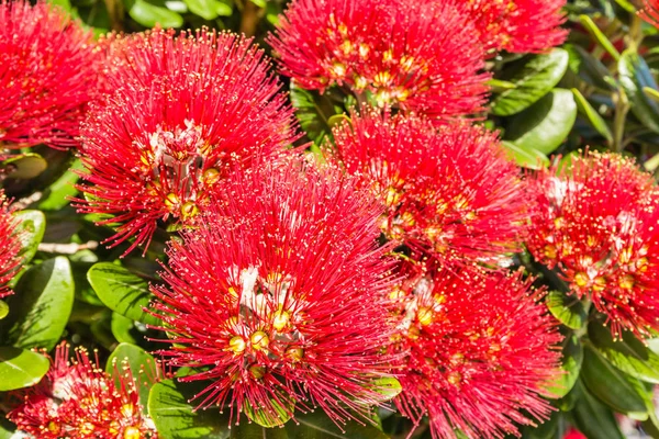 Piros pohutukawa tree virágok bloom — Stock Fotó