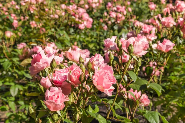 Rosas rosadas macizo de flores en jardín — Foto de Stock