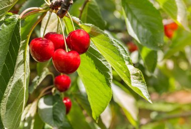 Sulu kırmızı kiraz kiraz ağacı üzerinde