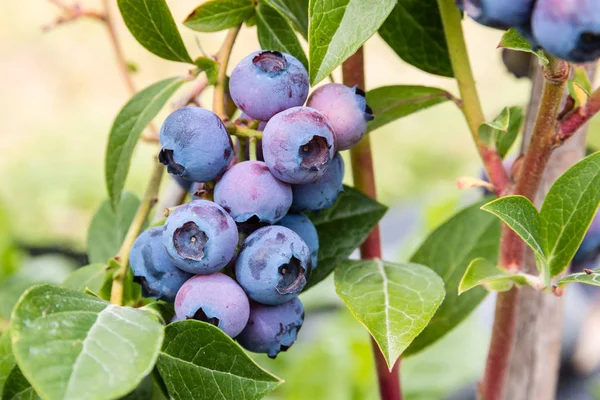 Yaban mersini blueberry Bush — Stok fotoğraf