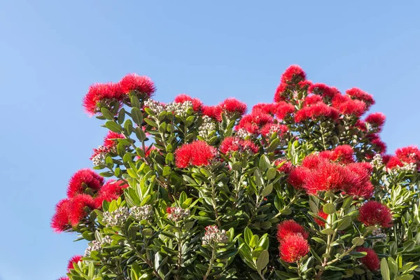 붉은 포 피 꽃 — 스톡 사진