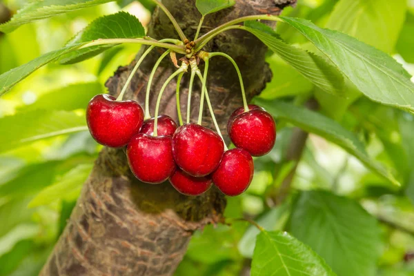 Cerejas maduras em cerejeira — Fotografia de Stock