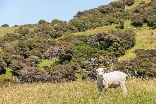 Geschorene Schafe stehen auf Wiese — Stockfoto