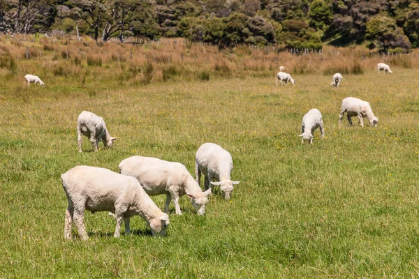 Schafe geschoren, die auf der Wiese grasen — Stockfoto