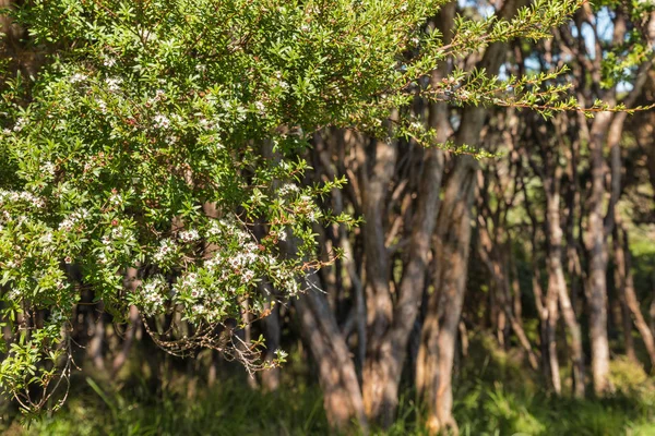 Arbusto dell'albero del tè della Nuova Zelanda in fiore — Foto Stock