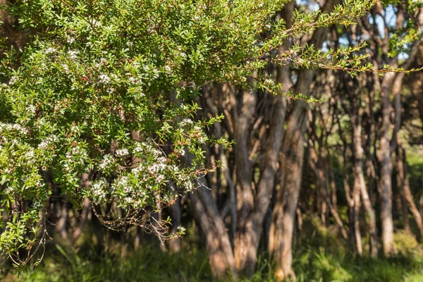 Yeni Zelanda çay ağacı çalı çiçek