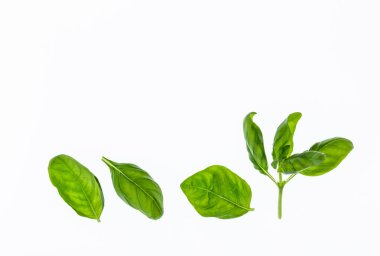 Beyaz arkaplanda tatlı fesleğen yaprakları