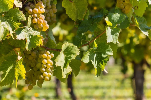 Uvas brancas em vinha em vinha — Fotografia de Stock