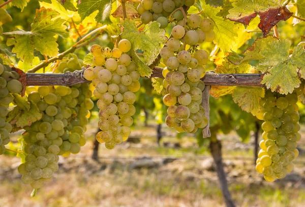 Zralé hrozny Chardonnay na vinné révy na vinici — Stock fotografie