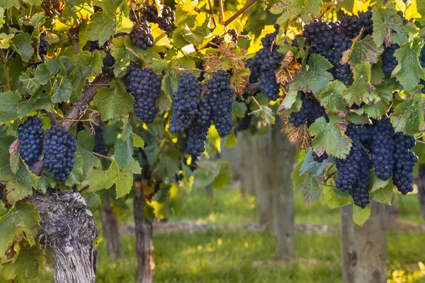 Dojrzałych winogron Pinot Noir w winnicy o zachodzie słońca — Zdjęcie stockowe