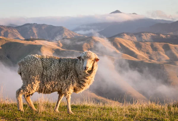 Grazing merino sheep with mountains at sunset — Stock Photo, Image