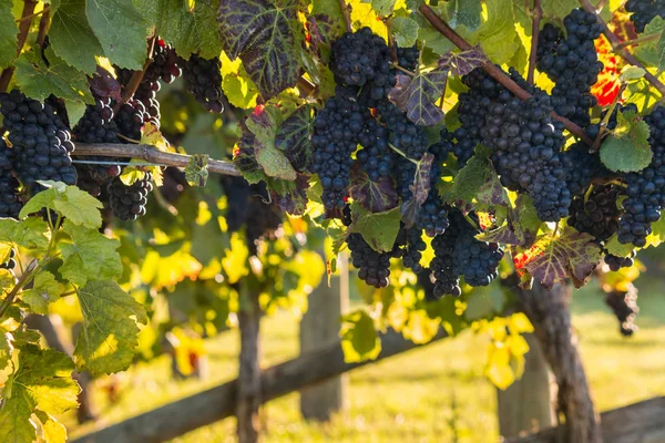 Podświetlany winogron Pinot Noir w winnicy — Zdjęcie stockowe
