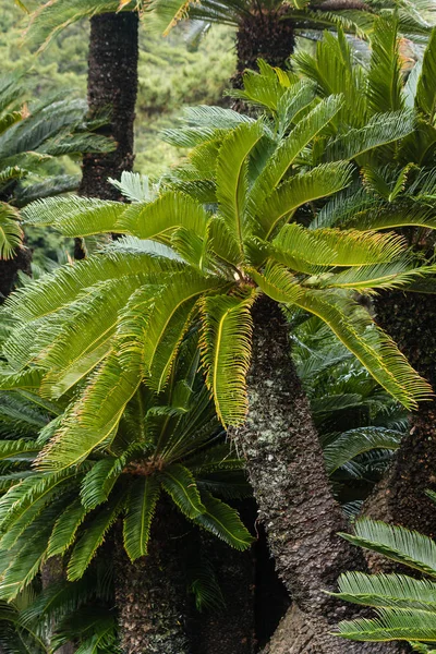 Japanska sago palms — Stockfoto