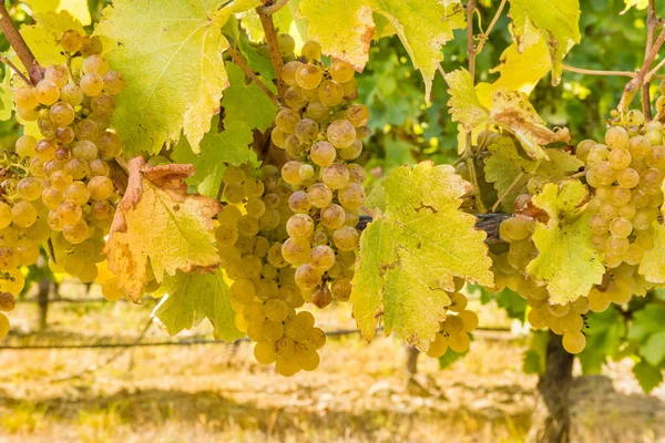 Dojrzałe winogrona białe w winnicy — Zdjęcie stockowe