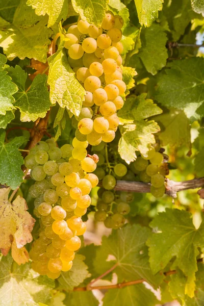 Olgun üzüm asma üzüm bağı içinde
