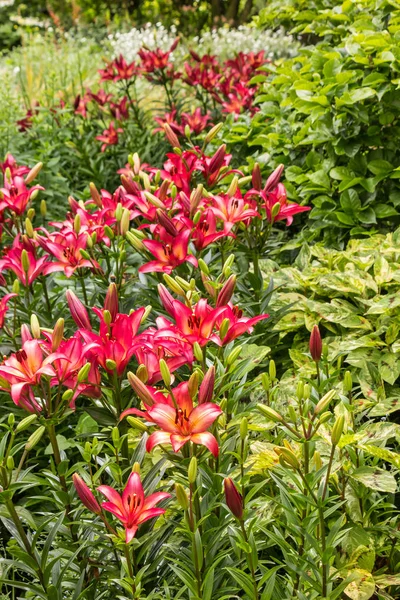 Rosa Lilien in Blüte — Stockfoto