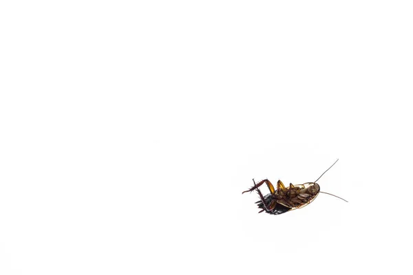 Isolated dead cockroach on white background — Stock Photo, Image