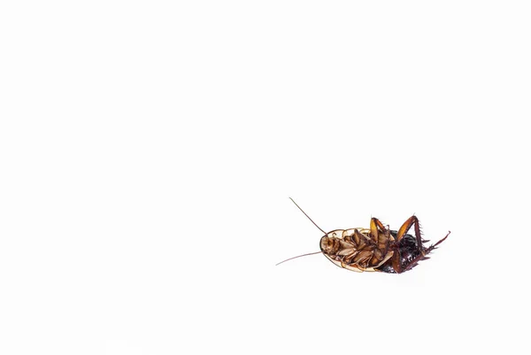 Dead cockroach on white background — Stock Photo, Image