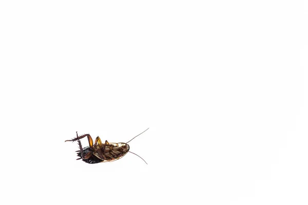 Dead cockroach lying upside down — Stock Photo, Image