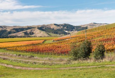 sonbaharda yamacında renkli üzüm bağları 
