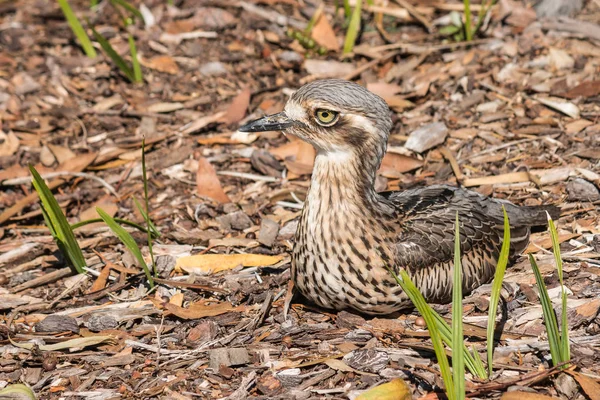 Arbusto australiano pájaro de rodilla gruesa anidando en el suelo — Foto de Stock