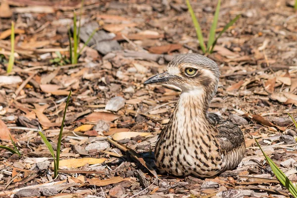 Arbusto pedra-curlew nidificação no chão — Fotografia de Stock