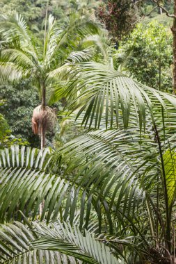 tropikal yağmur ormanlarında büyüyen palmiye ağaçları