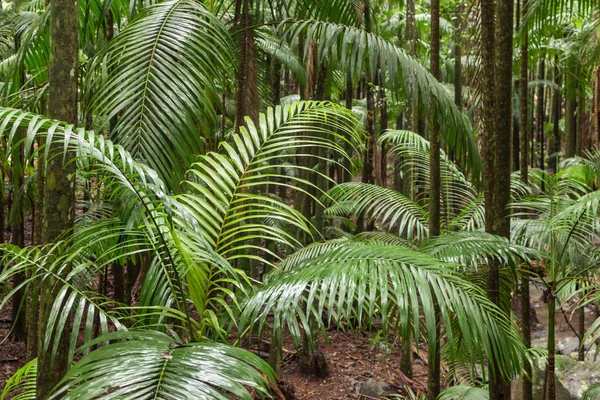 Palmy, rośnie w tropikalnych lasów deszczowych — Zdjęcie stockowe