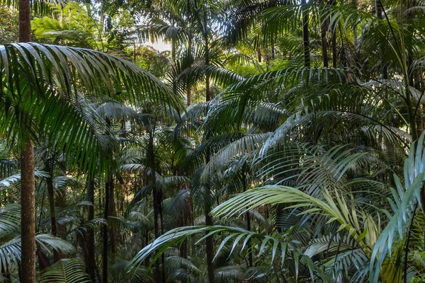 Forêt tropicale humide avec palmiers — Photo