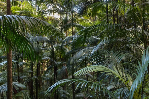 Floresta tropical com palmeiras Fotografia De Stock