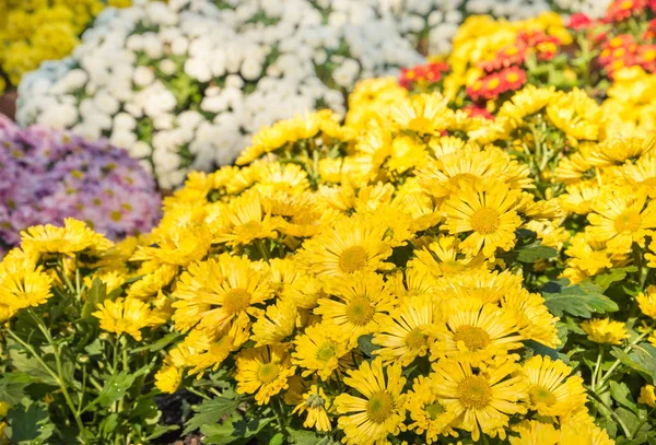 Ljusa gula krysantemum blommor i blom — Stockfoto