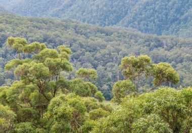 okaliptüs ağaçları Gondwana yağmur ormanlarında bahar çayı Milli Parkı'nda büyüyen