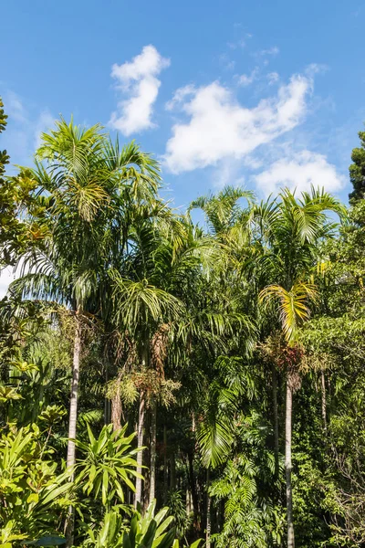 Palmiers poussant dans la forêt tropicale du Gondwana — Photo