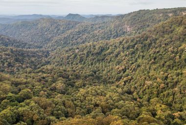 Gondwana rainforest Tamborine Milli Parkı'nda