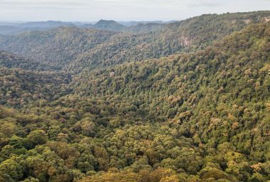 Gondwana rainforest in Tamborine National Park clipart