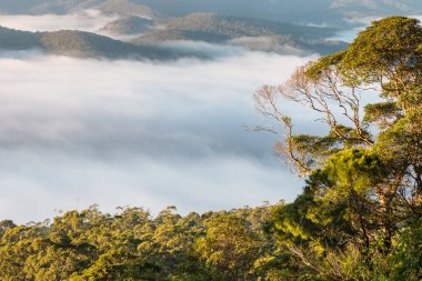 cloud inversion above tropical rainforest in Tamborine National Park clipart