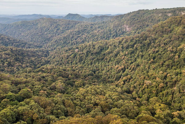 Gondwana rainforest in Tamborine National Park