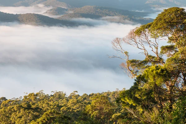 Felhő inverzió Tamborine Nemzeti Park a trópusi esőerdők felett — Stock Fotó
