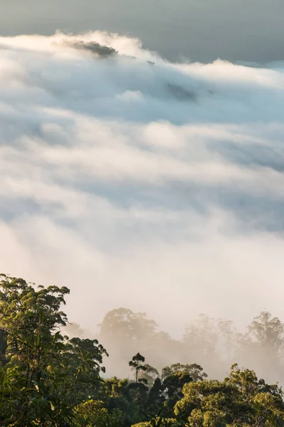 Cloud inverze nad Gondwana deštných pralesů v Austrálii Stock Snímky