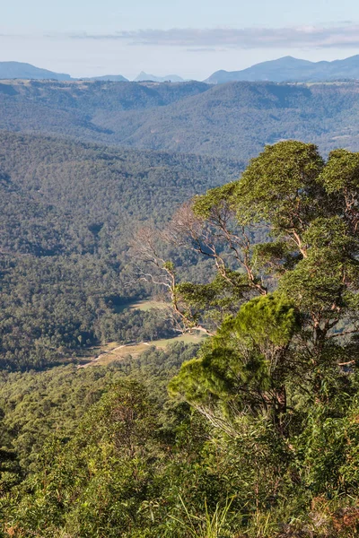Tropický deštný prales v národním parku Tamborine Royalty Free Stock Obrázky