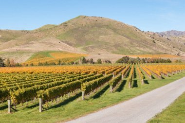 Yeni Zelanda üzüm bağları sonbahar renkleri
